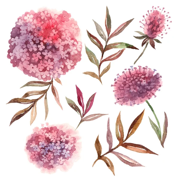 Ensemble floral aquarelle . — Image vectorielle