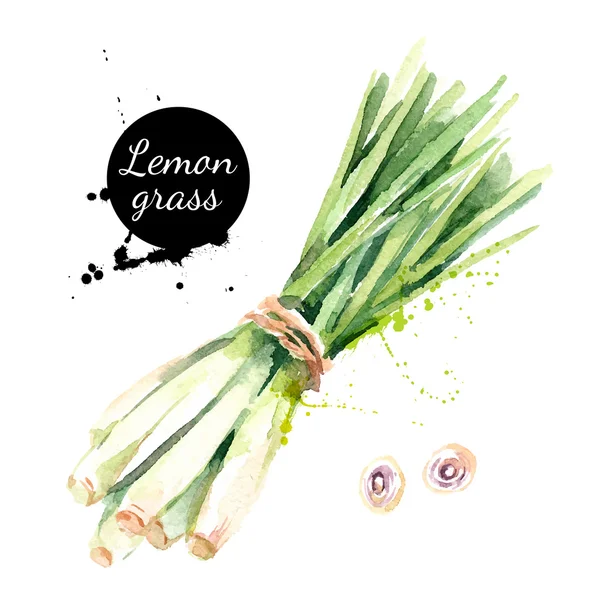 Watercolor hand drawn lemongrass. — Stock Vector