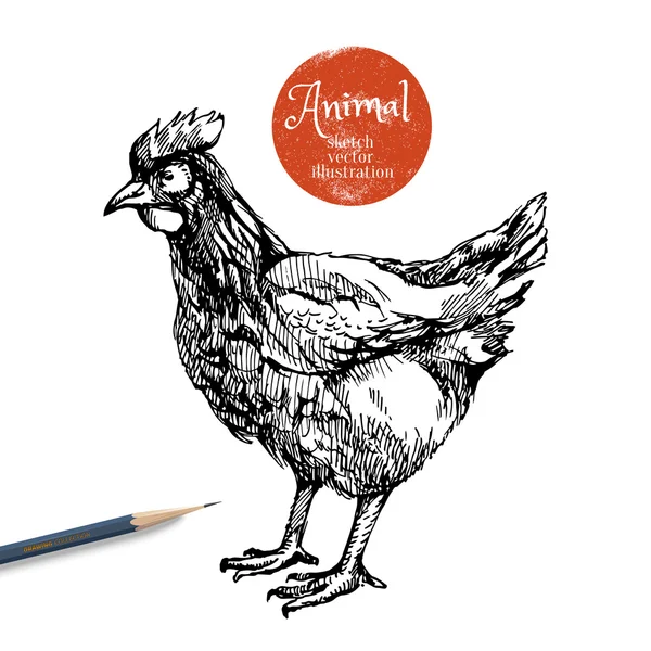 手描き鶏 — ストックベクタ