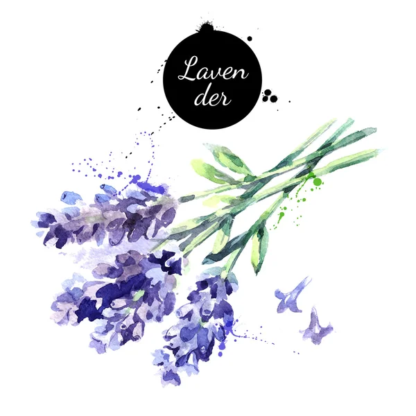 Bos lavendelbloemen. — Stockvector