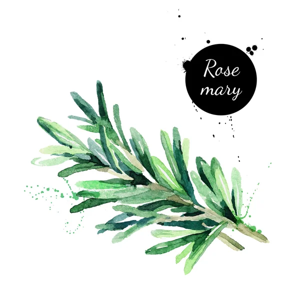 Watercolor hand drawn twig of rosemary. — Stock Vector