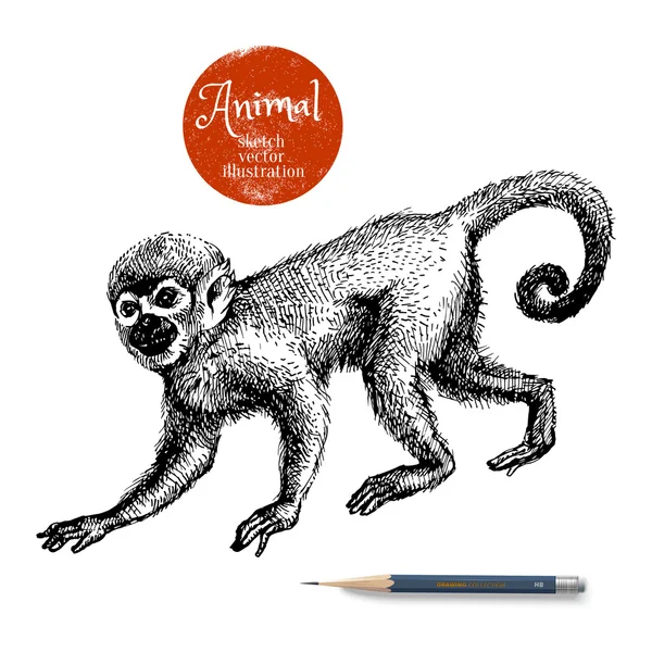ลิงวาดด้วยมือ — ภาพเวกเตอร์สต็อก