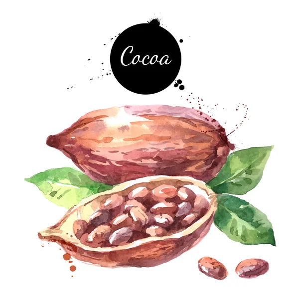Hand getekende cacao pod. — Stockvector