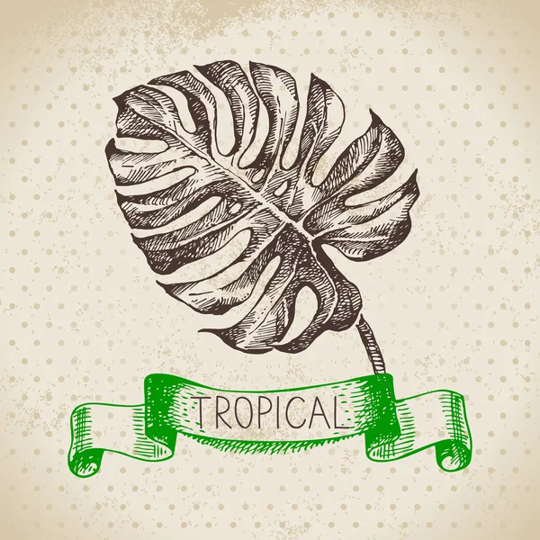 Desenho manual de plantas tropicais — Vetor de Stock