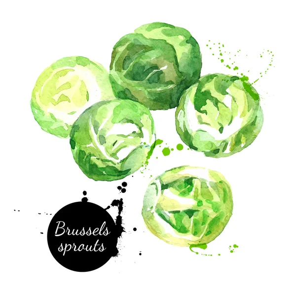 Fresh brussels sprouts. — Stock Vector