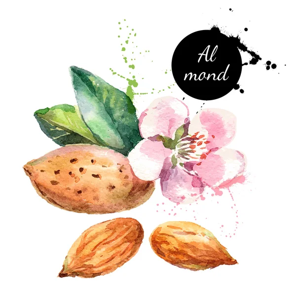 Illustration of almond nut — Stock Vector