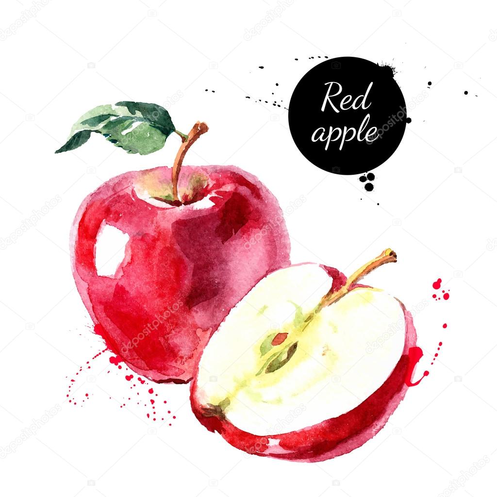 Watercolor hand drawn red apple. Isolated eco natural food fruit vector illustration on white background