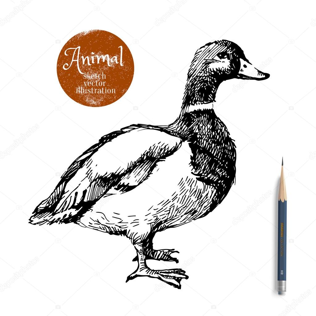 Hand drawn duck animal vector illustration. Sketch isolated on white background with pencil and label banner