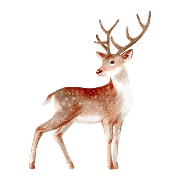 Aquarell Winter Wald Wildes Tier Hirsch Bemalte Isolierte Handgezeichnete Illustration — Stockfoto