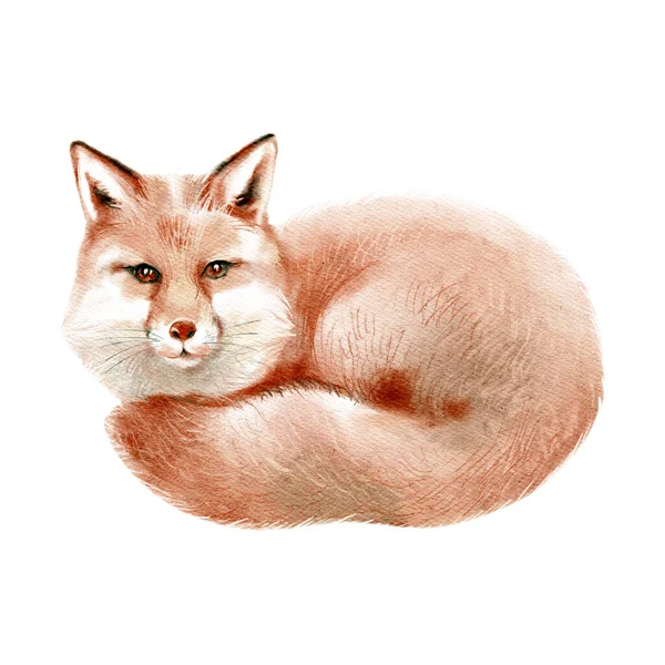 Aquarela Inverno Floresta Selvagem Animal Raposa Pintura Ilustração Desenhada Mão — Fotografia de Stock