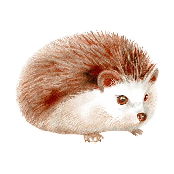 Aquarela Inverno Floresta Selvagem Animal Hedgehog Pintura Ilustração Desenhada Mão — Fotografia de Stock