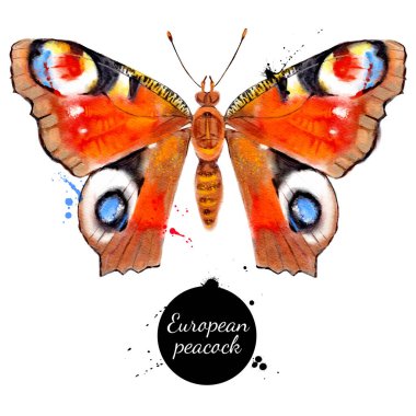 Avrupa tavus kuşu kelebeği Aglais i 'nin suluboya çizimi. Vektör beyaz arka planda izole edilmiş tropikal vahşi doğa böceği boyadı