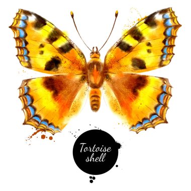 Kelebek Aglais Urticae 'nin suluboya çizimi, küçük kaplumbağa kabuğu. Vektör beyaz arka planda izole edilmiş tropikal vahşi doğa böceği boyadı
