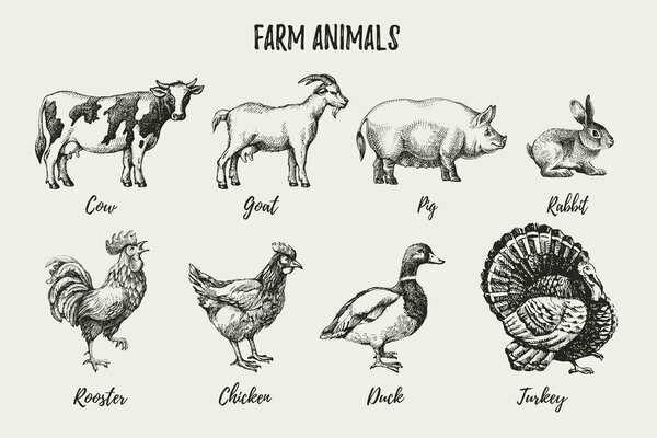 Hand drawn sketch farm animals set. Vector black and white vintage illustration