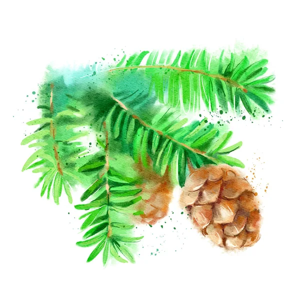 Watercolor Fir Hemlock Branch Cone Illustration Vector Painted Isolated Christmas — Stock Vector