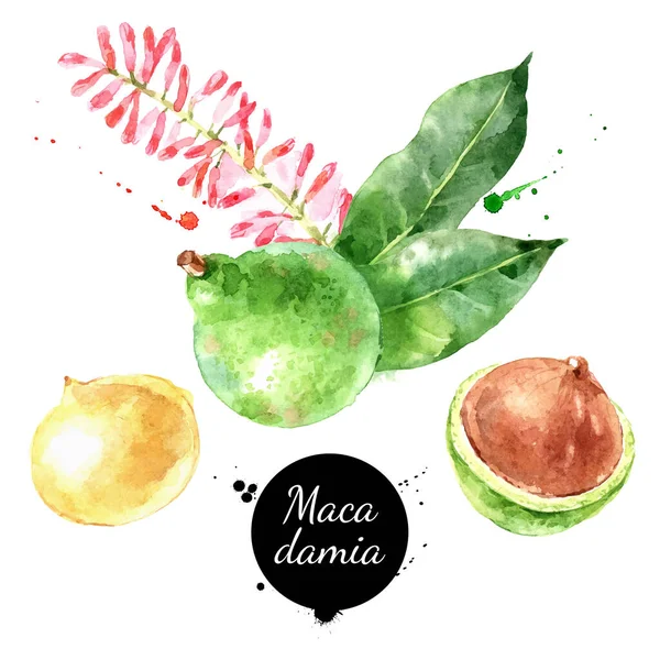 Υδατογραφία Μακαντέμια Απεικόνιση Παξιμάδι Vector Ζωγραφισμένα Απομονωμένα Superfood Λευκό Φόντο — Διανυσματικό Αρχείο