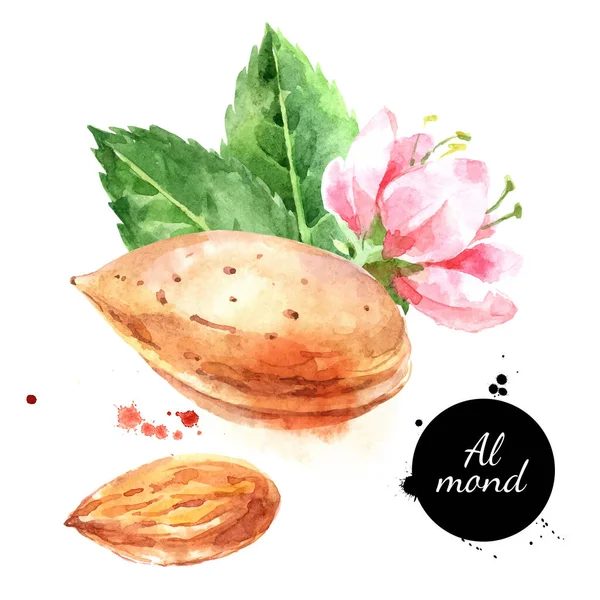 Ilustração Amendoim Aquarela Vetor Pintado Superalimento Isolado Sobre Fundo Branco — Vetor de Stock