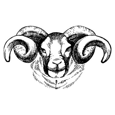 El koyun çizilmiş kroki portresi