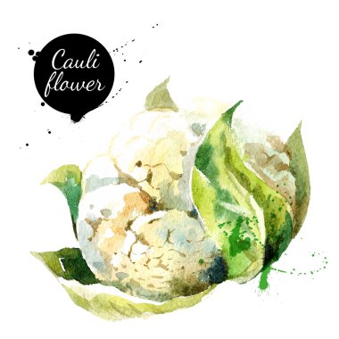 Karnabahar. El suluboya resim beyaz zemin üzerine çekilmiş..