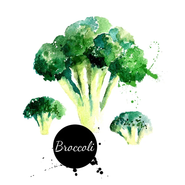 Broccoli. Pittura ad acquerello disegnata a mano su sfondo bianco — Vettoriale Stock