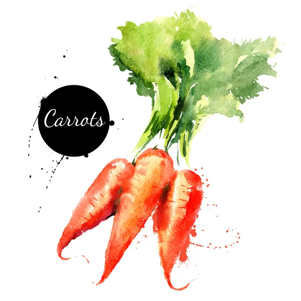 Des carottes. Aquarelle dessinée à la main sur fond blanc — Image vectorielle