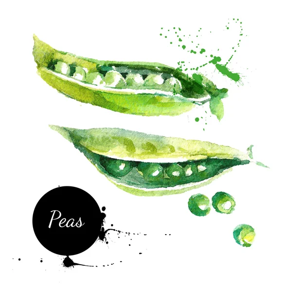 Peas. Hand drawn watercolor painting on white background — Stock Vector