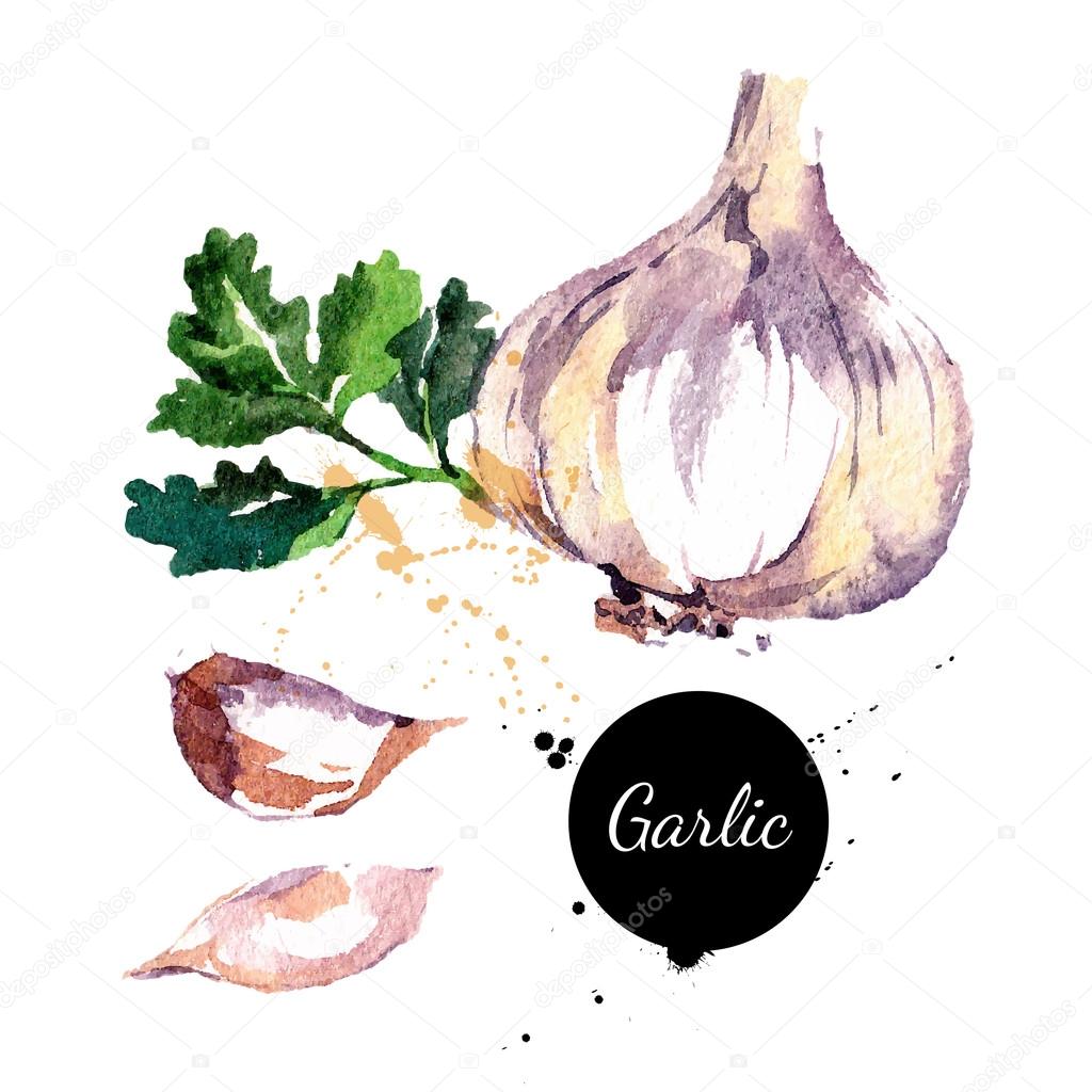 Garlic. Hand drawn watercolor painting on white background.