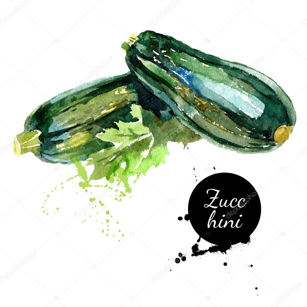 Zucchini. Hand drawn watercolor painting on white background.
