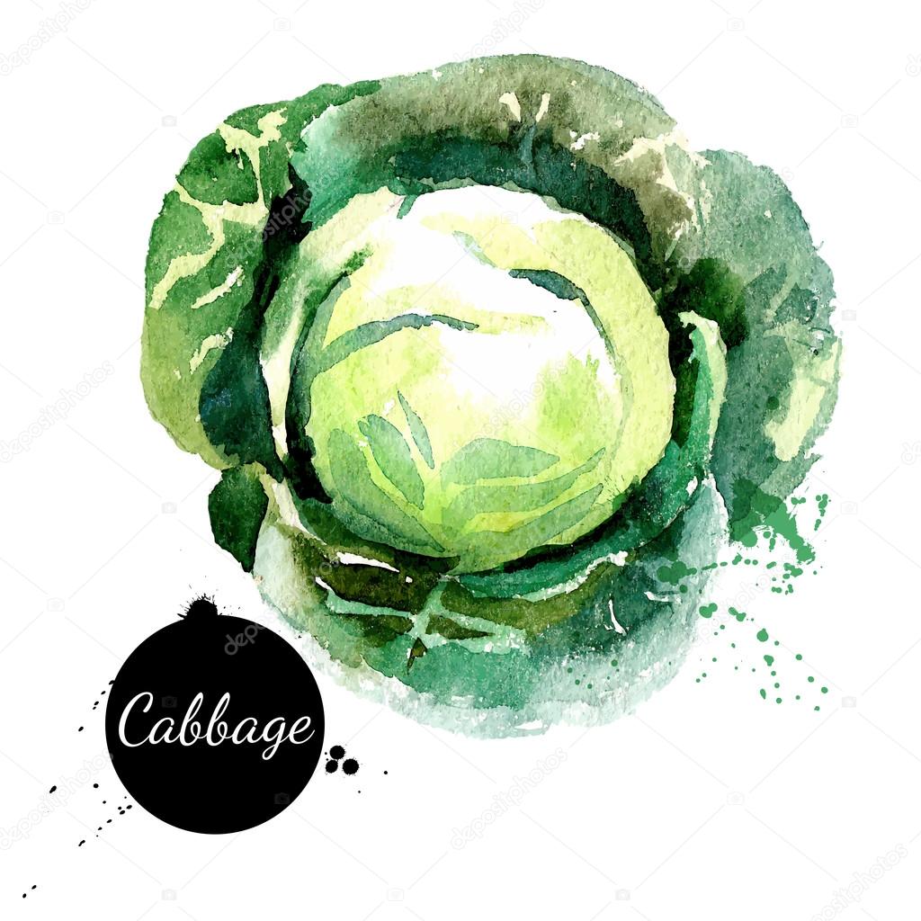 Cabbage. Hand drawn watercolor painting on white background. — Stock