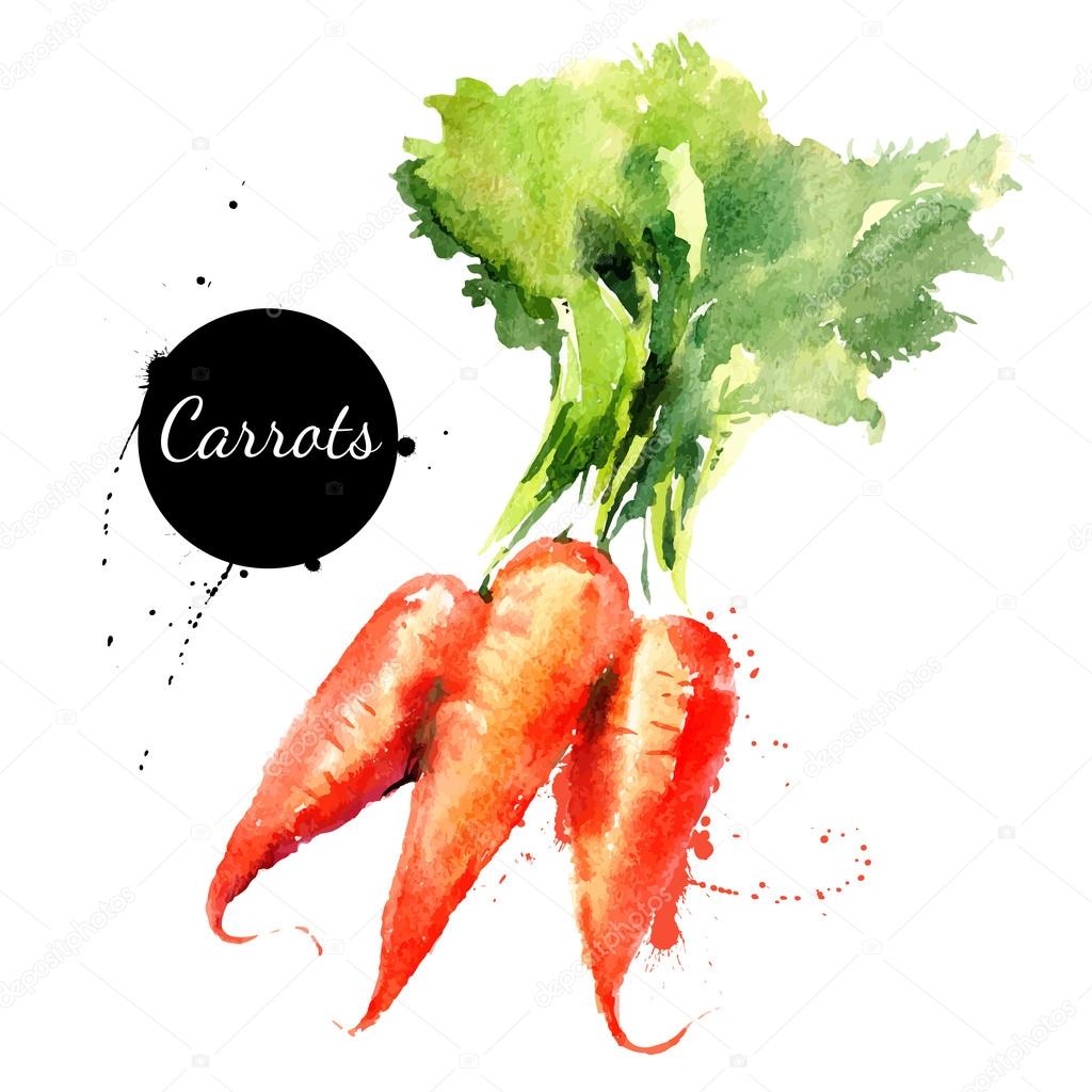 Carrots. Hand drawn watercolor painting on white background