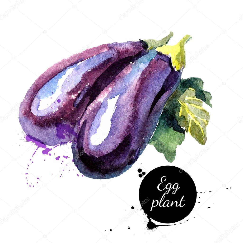Eggplants. Hand drawn watercolor painting on white background.