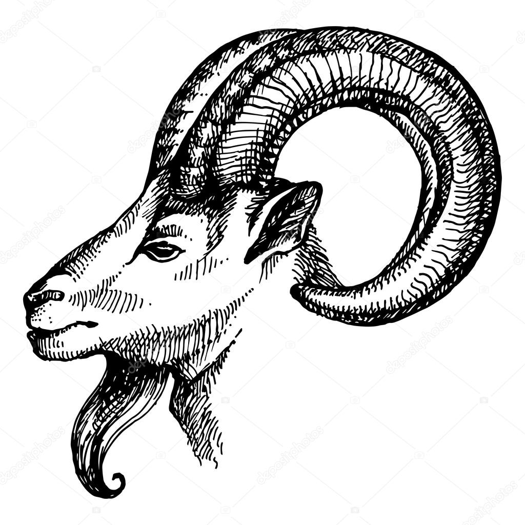 Hand drawn sketch portrait of goat