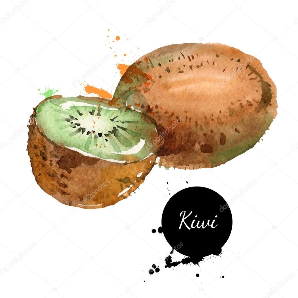 Hand drawn watercolor painting on white background. Vector illustration of fruit kiwi