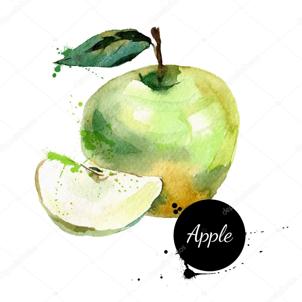 Hand drawn watercolor painting on white background. Vector illustration of fruit apple