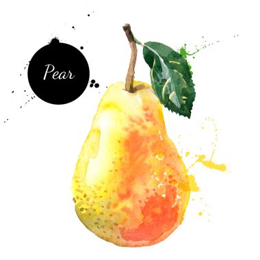 Hand drawn watercolor painting pear clipart