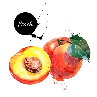 Hand drawn watercolor painting peaches