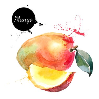 Elle çizilmiş suluboya resim mango