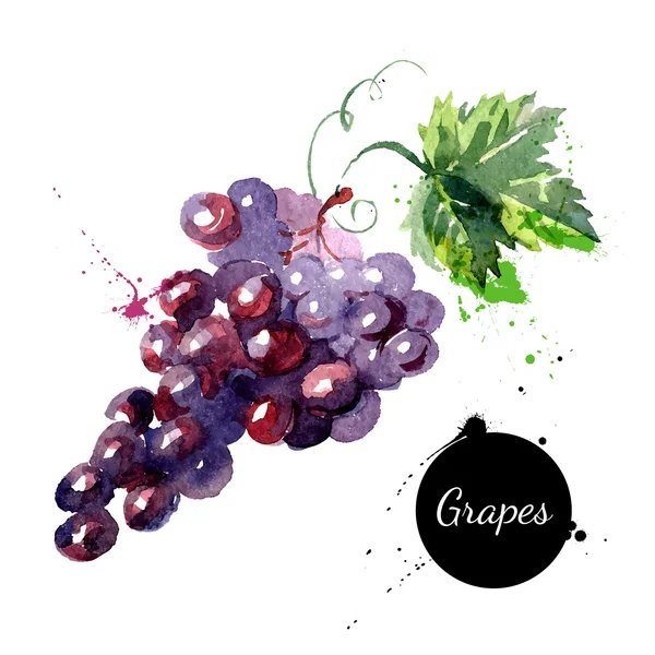 Uvas de pintura a aquarela desenhadas à mão — Vetor de Stock