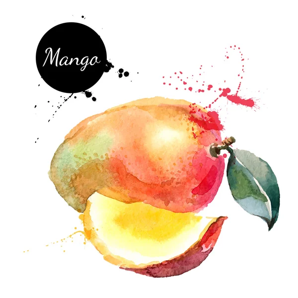 Hand getrokken aquarel mango — Stockvector