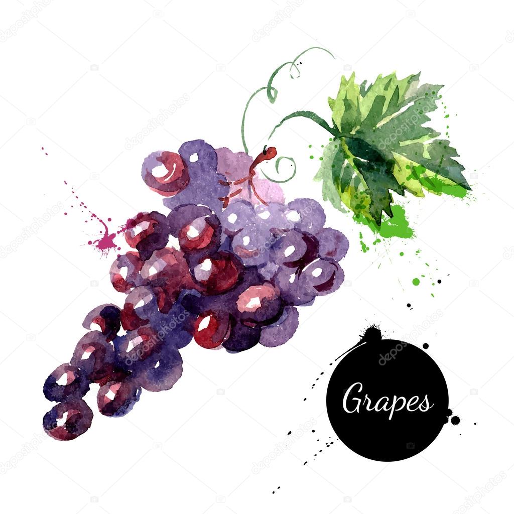 Hand drawn watercolor painting on white background. Vector illustration of fruit grapes