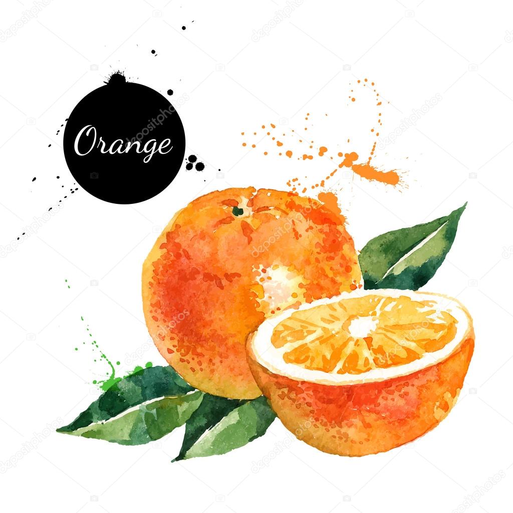 Hand drawn watercolor painting oranges