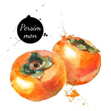 Suluboya resim persimmons el çekilmiş