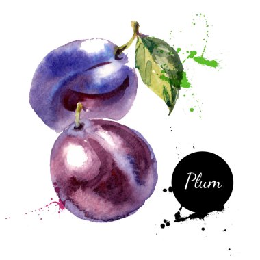 Hand drawn watercolor painting fruit plums clipart