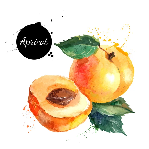 Hand drawn watercolor painting apricots — Stock Vector