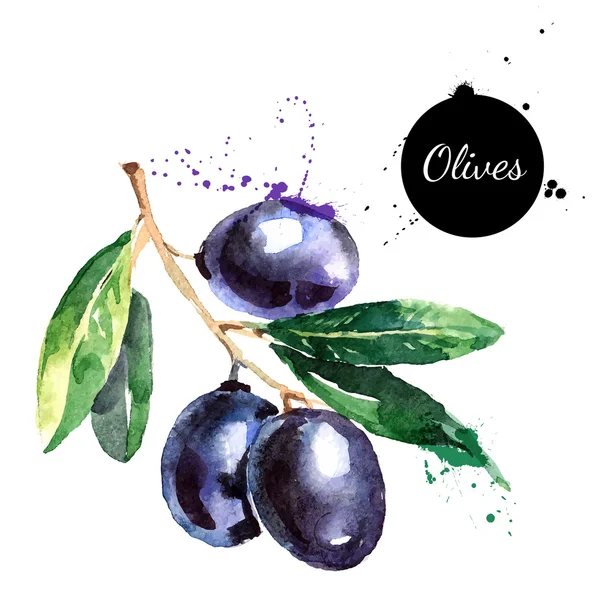 Hand drawn watercolor painting olives — Stock Vector