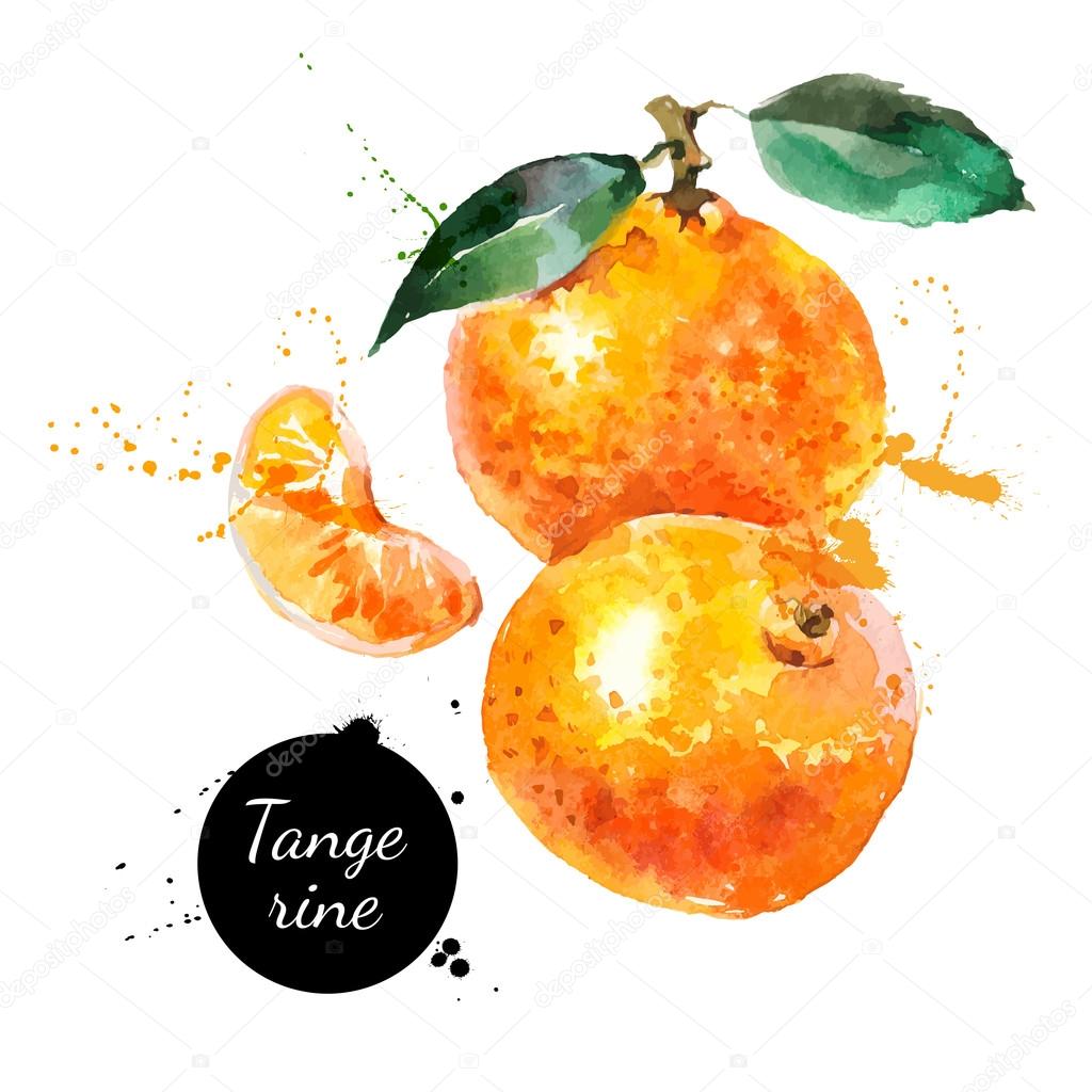 Hand drawn watercolor painting tangerines