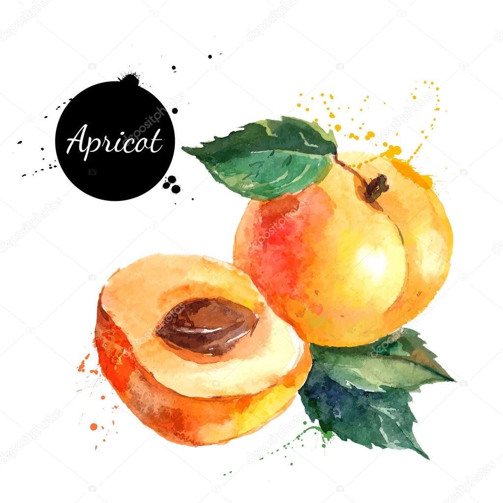 Hand drawn watercolor painting apricots