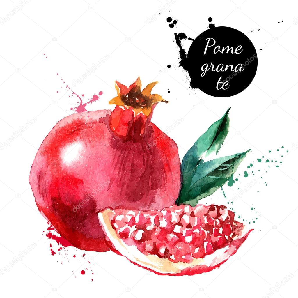 Hand drawn watercolor painting pomegranate