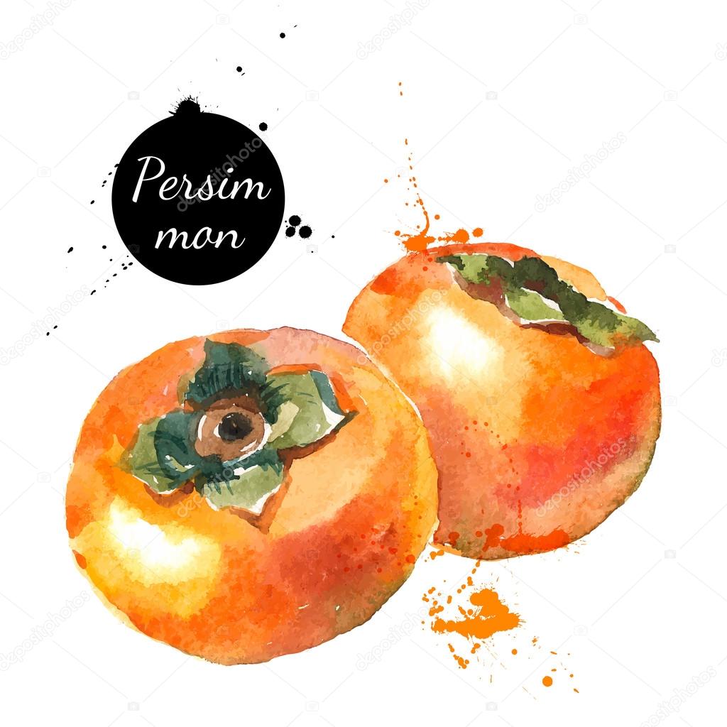 Hand drawn watercolor painting persimmons