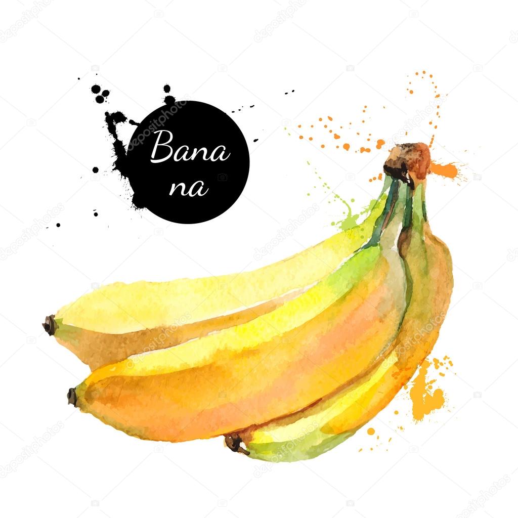 Hand drawn watercolor painting on white background. Vector illustration of fruit bananas